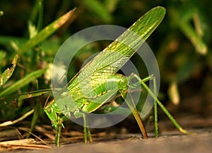 Great Green Bush Cricket (Tettigonia Viridissima) lay eggs
