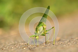 Great Green Bush Cricket (Tettigonia Viridissima)