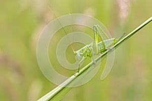 Great Green Bush-cricket, Tettigonia viridissima