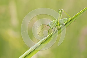 Great Green Bush-cricket, Tettigonia viridissima