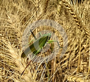 Great Green Bush-Cricket or tettigonia viridissima sitting on spikes wheat crop in sun light.