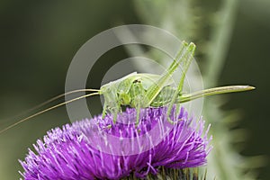 Great green bushcricket close-up / Tettigonia Viridissima