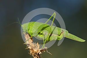 Great green bushcricket / Tettigonia Viridissima