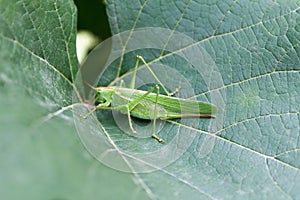 Great green cricket (Tettigonia viridissima) adult female or imago on green grape leaf