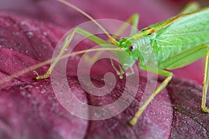 Great green grasshopper on red leave, macro