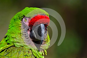 Great Green Macaw