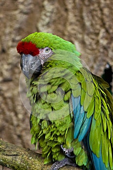 Great Green Macaw