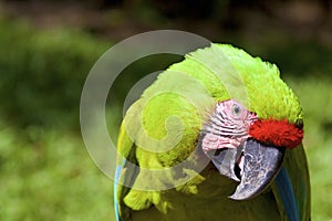 Great Green Macaw 810636