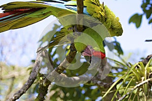 Great Green Macaw 842219