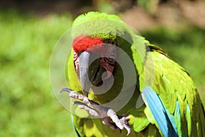 Great Green Macaw  842224