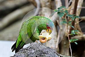 The Great Green Macaw also known as Buffon`s Macaw