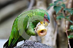 The Great Green Macaw also known as Buffon`s Macaw