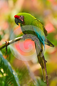 Great-green Macaw, Ara ambigua. Wild rare bird in the nature habitat. Green big parrot sitting on the branch. Parrot from Costa Ri