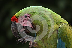 Great green macaw (Ara ambiguus).