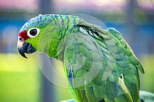 Great green macaw Ara ambiguus.