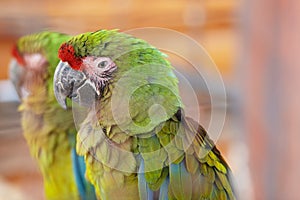 Great green macaw, Ara ambiguus, also known as Buffon`s macaw