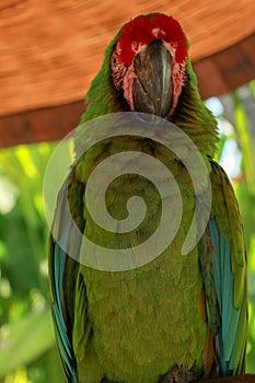 The Great Green Macaw, Ara ambiguus, also known as Buffon`s Macaw or the Great Military Macaw