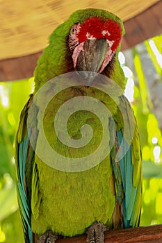 The Great Green Macaw, Ara ambiguus, also known as Buffon`s Macaw or the Great Military Macaw