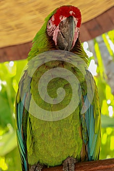 The Great Green Macaw, Ara ambiguus, also known as Buffon`s Macaw or the Great Military Macaw