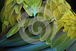 Great green macaw (Ara ambiguus) plumage texture.