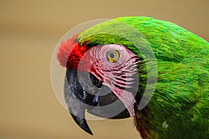 Great green macaw with bright colourful plumage