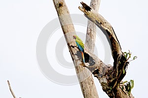 Great Green Macaw   839959 photo