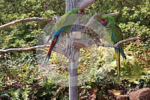 Great Green Macaw Sitting In A Tree