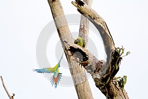 Great Green Macaws   839962 photo
