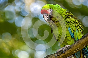 Great green military macaw Ara militaris mexicana portrait.