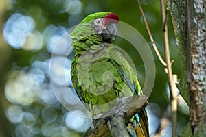 Great green military macaw Ara militaris mexicana portrait.