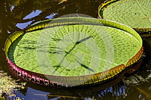 Great green Victoria Regia floating on the calm waters