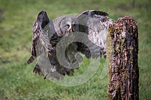 Great grey gray owl landing