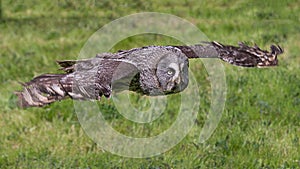 Great grey gray owl low flying hunting