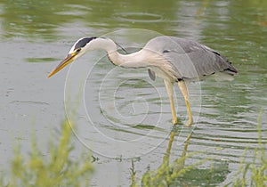 Great grey heron /