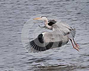 Great Grey Heron (Ardea cinerea) Flies Across Pond