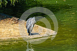 Great grey heron water fishing bird hunting fish