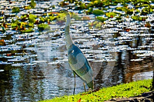 Great grey heron water fishing bird hunting fish