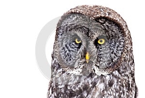 Great Grey Owl