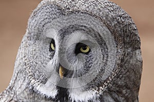 Great grey owl