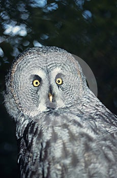 Great grey owl