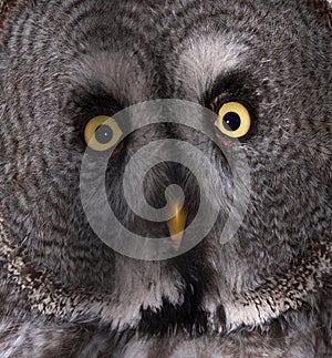 Great Grey Owl