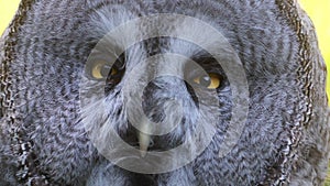 Great grey owl