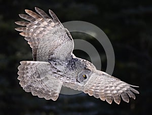 Great Grey Owl