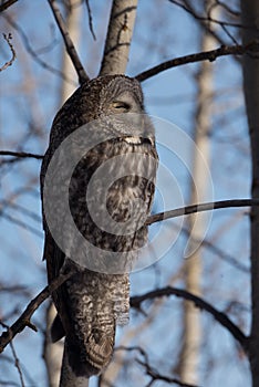 Great Grey Owl