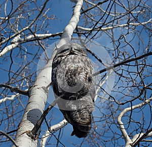 Great Grey Owl