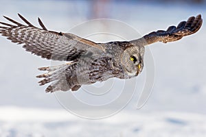 Great Grey Owl.