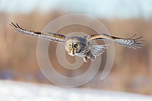 Great Grey Owl.