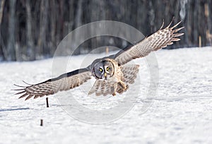 Great Grey Owl.