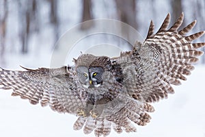 Great Grey Owl.