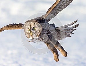 Great Grey Owl.